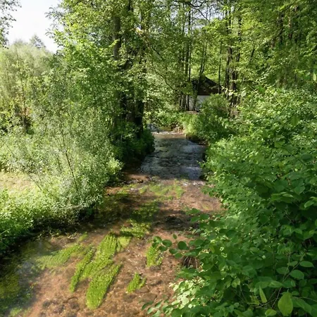 Inviting In The Woods In Ovifat *